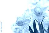 preview cold