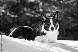 preview bw