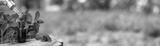 preview bw