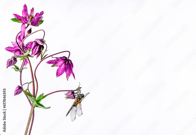 image to crop