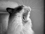 preview bw