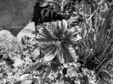 preview bw
