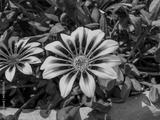 preview bw
