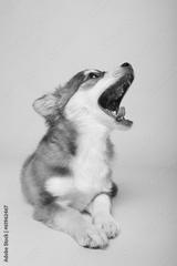 preview bw