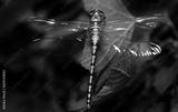 preview bw