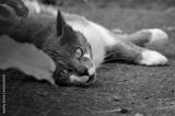 preview bw