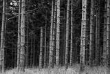 preview bw