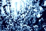 preview cold