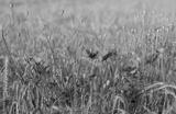 preview bw