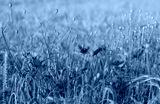 preview cold