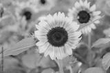 preview bw