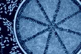 preview cold