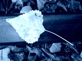 preview cold