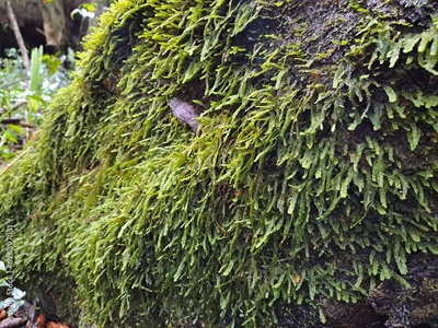 image to crop