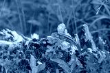 preview cold