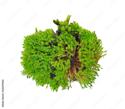 image to crop