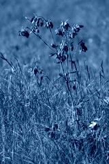 preview cold