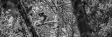 preview bw
