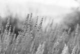 preview bw