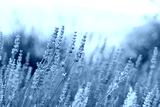 preview cold
