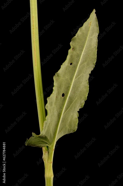 image to crop