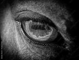 preview bw