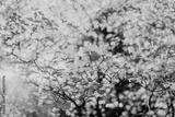 preview bw