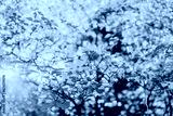 preview cold