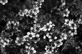 preview bw