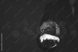 preview bw