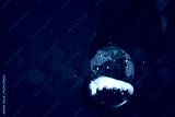 preview cold