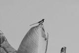preview bw
