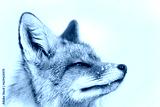 preview cold