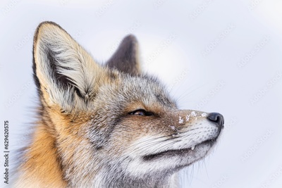 image to crop
