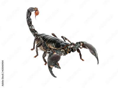 image to crop