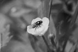 preview bw