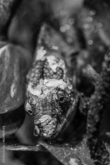 preview bw