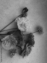 preview bw