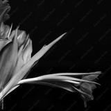 preview bw