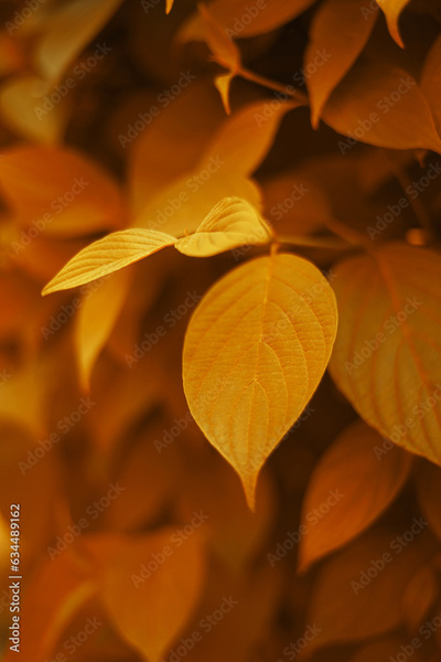 image to crop