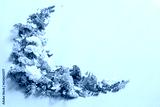preview cold