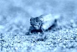 preview cold