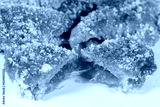preview cold
