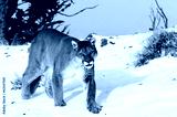 preview cold