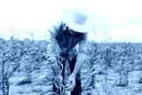 preview cold
