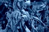 preview cold
