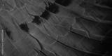 preview bw
