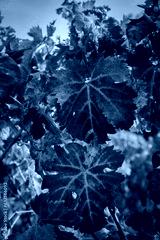 preview cold