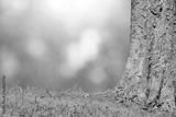 preview bw