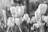 preview bw